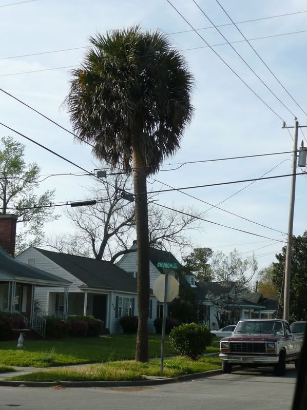 sabal palmettos wilmington nc