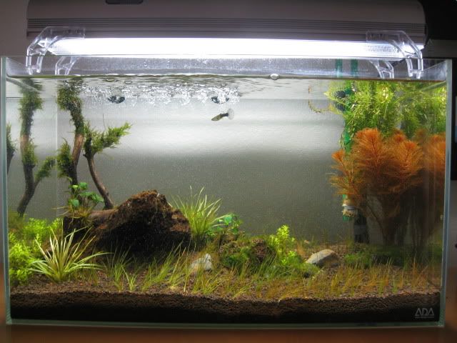 Shrimp introduction to new tank | The Planted Tank Forum