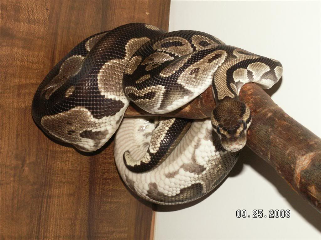 Boa Python Snake