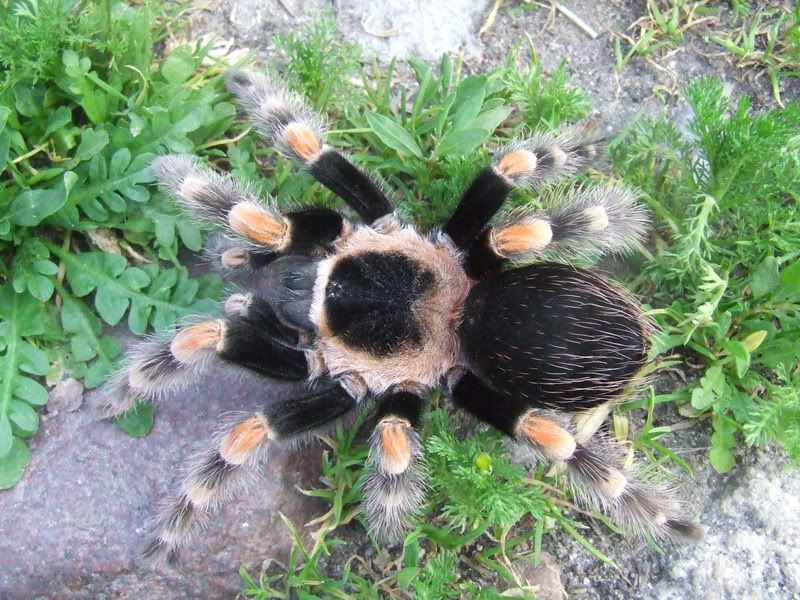 i32.photobucket.com/albums/d10/spiderling/b_smithi2.jpg