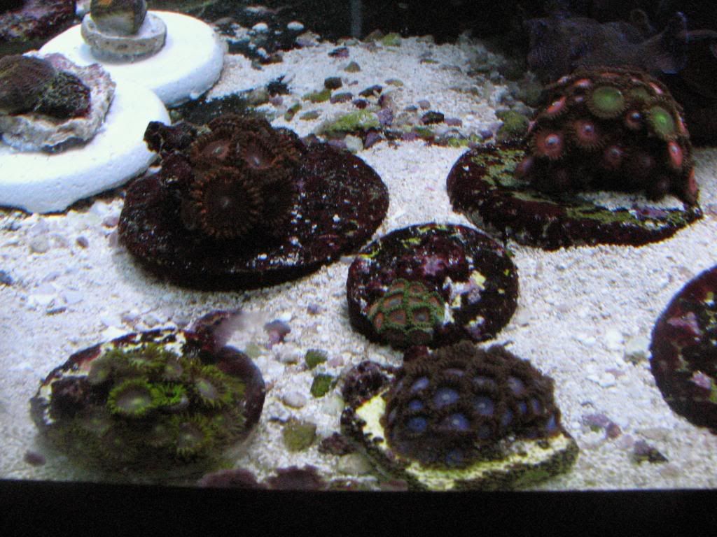 IMG 1732 - Blackhawk Fan's Perfecto 30x30x24 reef