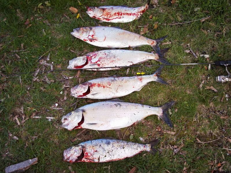 Shad? Salt Water Maine Fly Fish