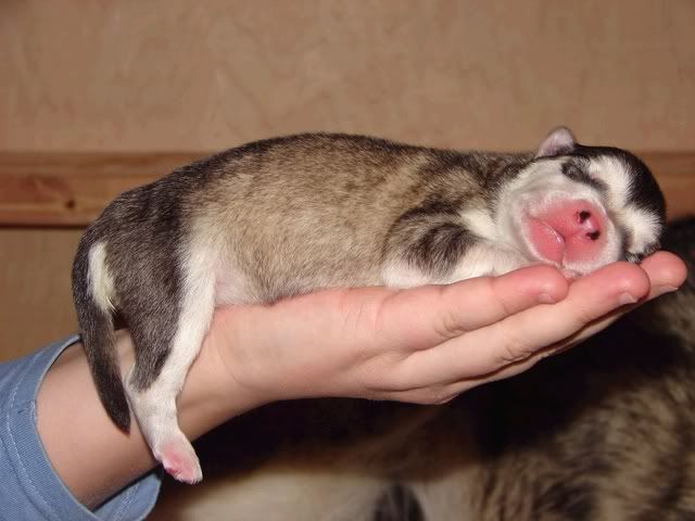 [IMG]http://i32.photobucket.com/albums/d11/shanuk/babymalamute.jpg[/IMG]