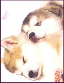 [img width=274 height=354]http://i32.photobucket.com/albums/d11/shanuk/malpup.jpg[/img]