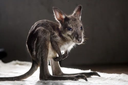 BabyKangaroo.jpg