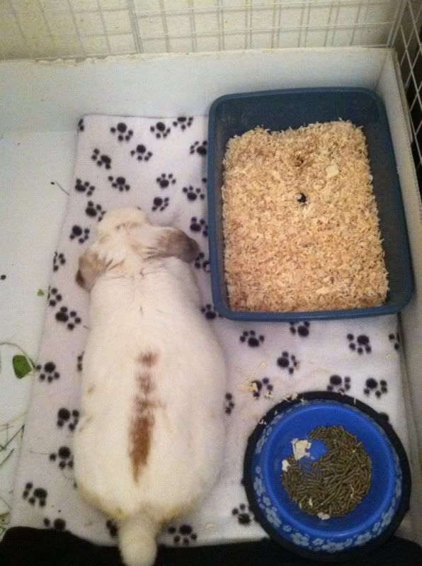 Rabbit stopped using his litter box Rabbits Online Pet Rabbit & Bunny Forum