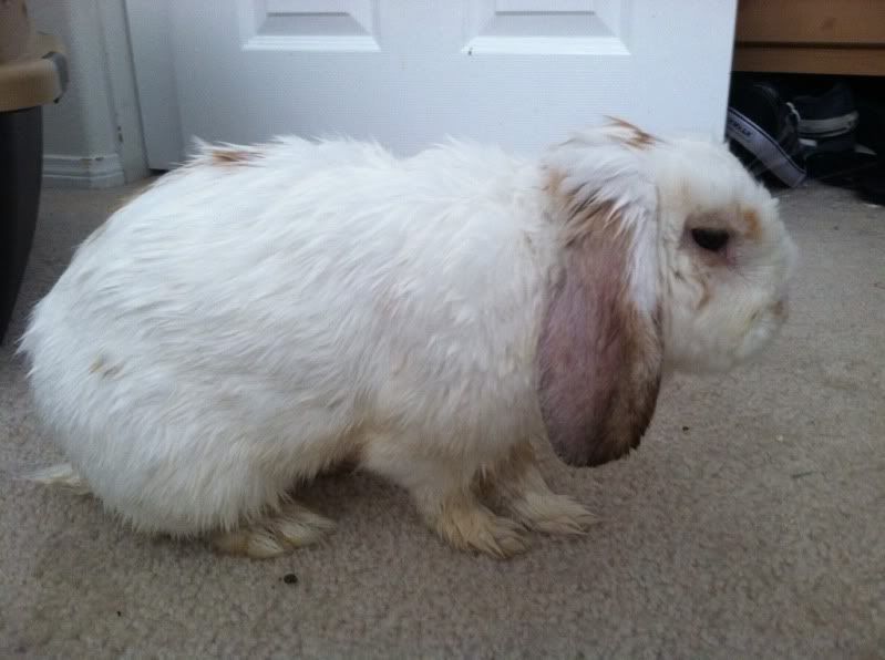 Rabbit stopped using his litter box Rabbits Online Pet Rabbit & Bunny