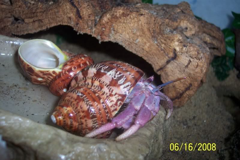 100_6515.jpg Baby in another shell image by dirtgirl62