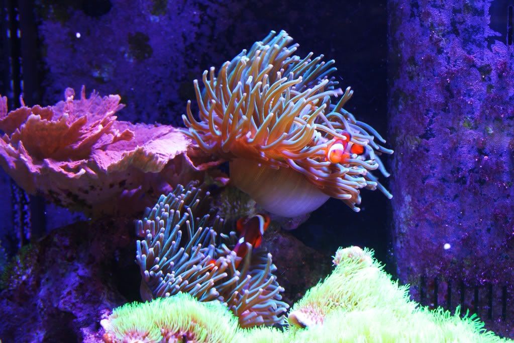 rose anemones green anemones