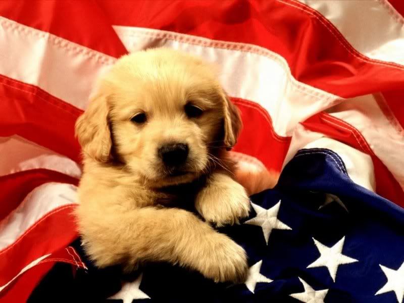 puppy wallpapers. cute puppies wallpapers.
