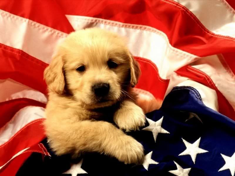 puppy dog wallpaper. Cute Puppy Wallpaper Image