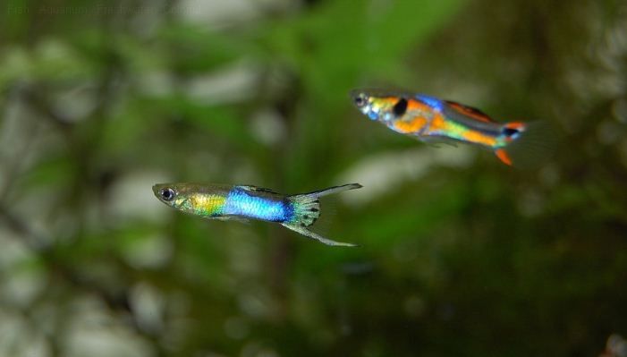 guppies foto guppies_zps8f7p4jbt.jpg