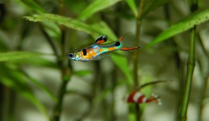 Guppy Foto guppy-3_zpsezdrsulc.jpg