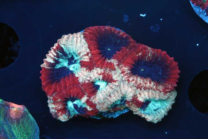 035 zpsfab9ff74 - Zoas, Palys, LPS at TBG!