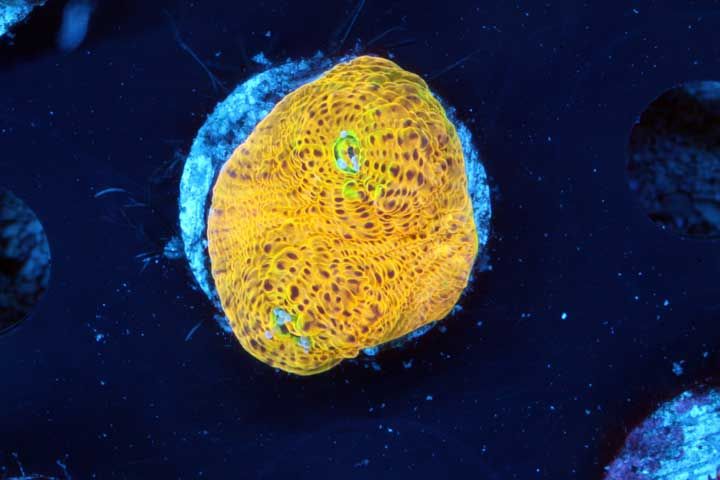 213211 zps5d16f38a - What are you bringing to the Plymouth Frag Swap on Saturday May 10th Thread?