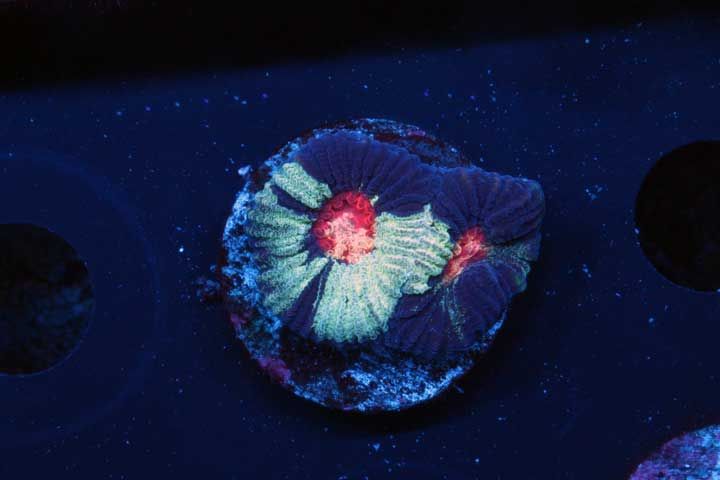 52525 zps2080c1c8 - What are you bringing to the Plymouth Frag Swap on Saturday May 10th Thread?