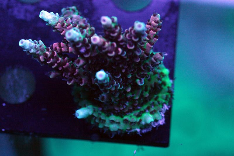 TBG rainbow - Exceptional Acropora at The Blue Glow