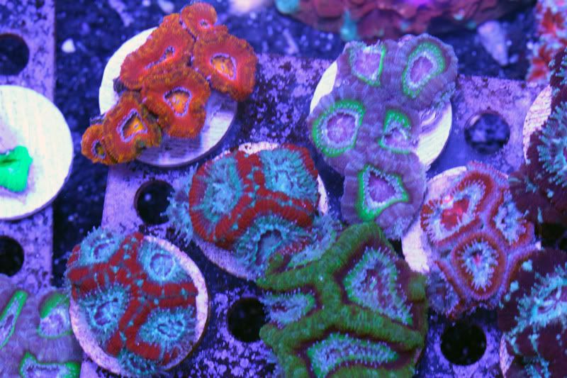 Tons of new stock! acan rack - Tons of new stock!
