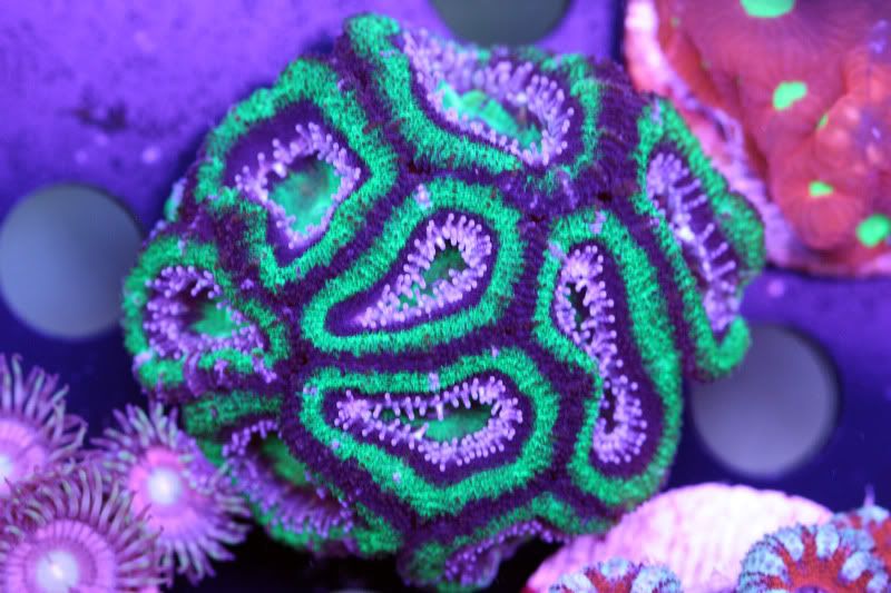 aussie acan 21 - Acans, Zoas, Palys, Shrooms, and More!