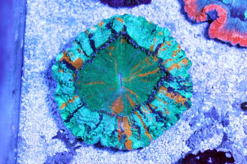black streak acanthaphylia - Centerpiece Corals