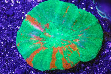 bleeding apple 1 - Summer Swap -- Co-sponsored by Reef Paradise