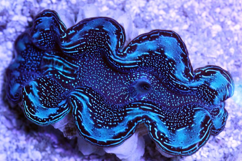 blue squamosa - Blue Squamosa Clam