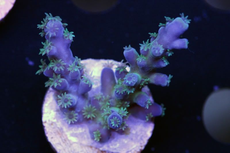blue tort - Acans, Zoas, Palys, Shrooms, and More!