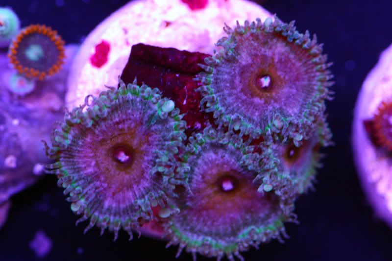 capn america 2 - Acans, Zoas, Palys, Shrooms, and More!