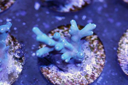 carduus - WYSIWYG Acro Frags at The Blue Glow