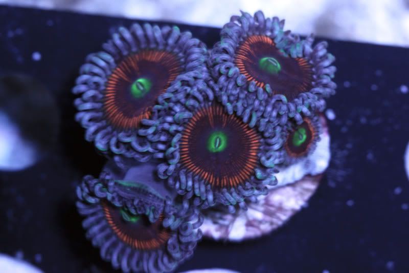 carlito alien eyes - Paly Frags at The Blue Glow