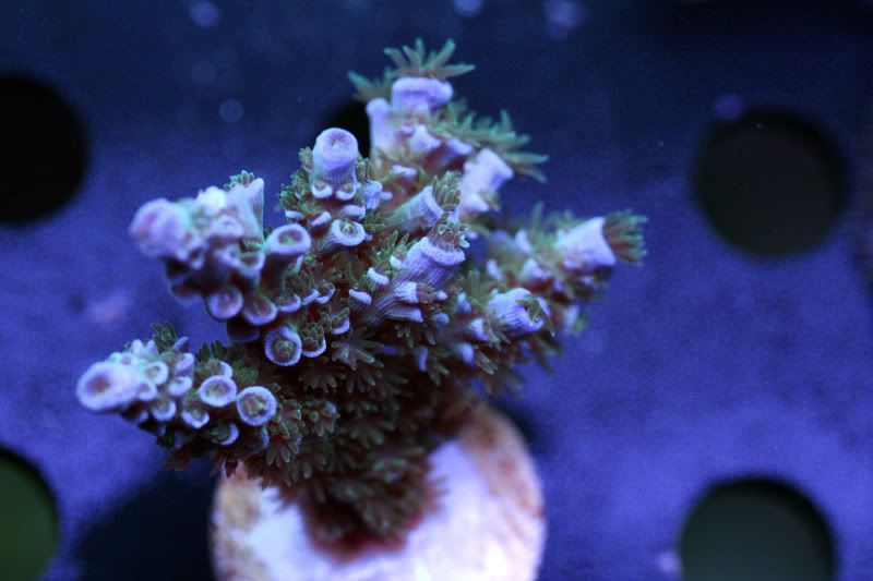 chewbaca tenius - Acans, Zoas, Palys, Shrooms, and More!
