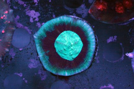 eye zpsa88f3736 - TBG WYSIWYG Update