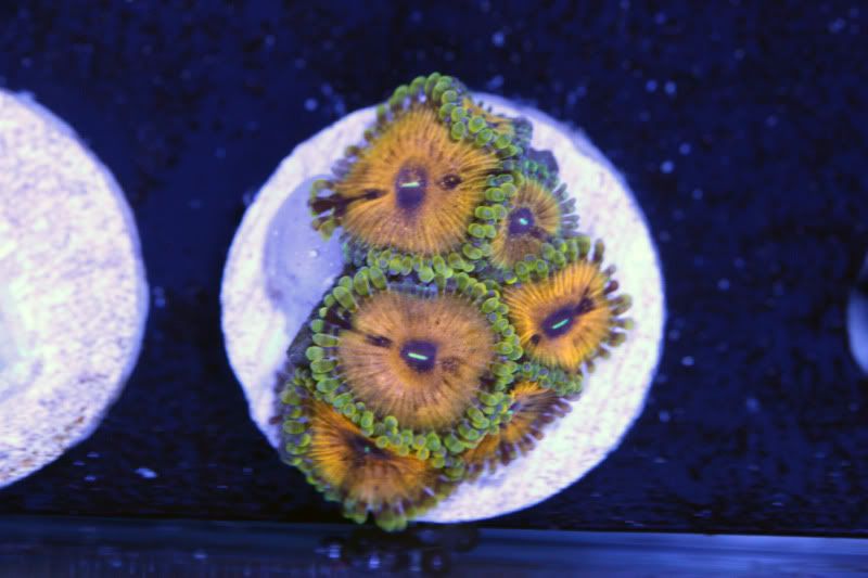 gold - Paly Frags at The Blue Glow