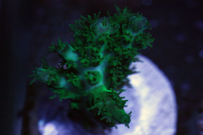 green plana - Exceptional Acropora at The Blue Glow