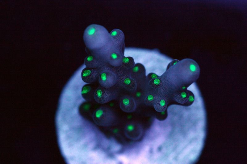 green polyp deepwater - Exceptional Acropora at The Blue Glow