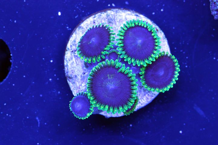 jokers zpsd6df50b8 - Happy Independence Day Zoa and Paly Frags!