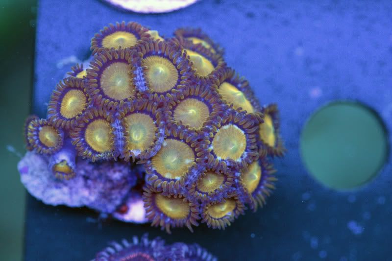 king midas golds - Acans, Zoas, Palys, Shrooms, and More!