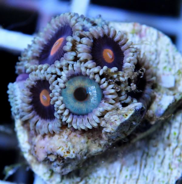 look - Photoshop Reef art work..