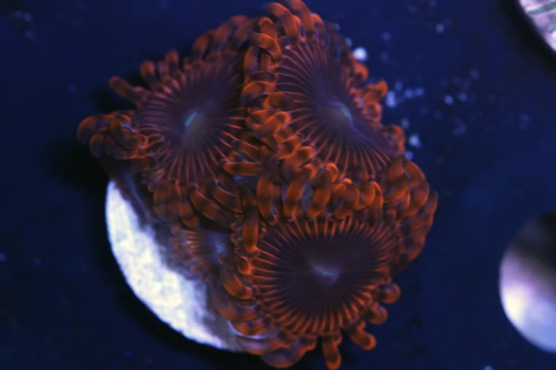 lunar - Paly Frags at The Blue Glow