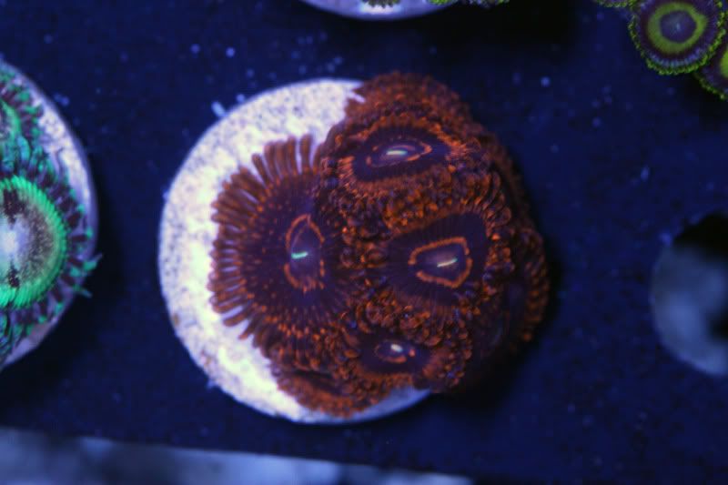 maul - Paly Frags at The Blue Glow