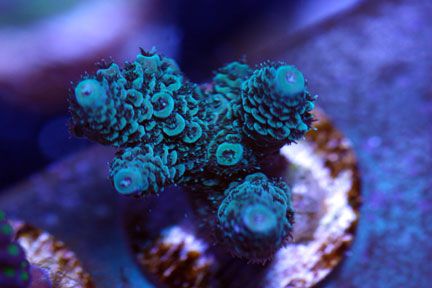 mille2 - WYSIWYG Acro Frags at The Blue Glow