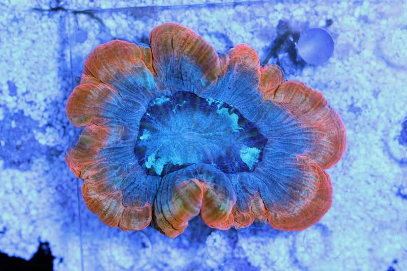 orange welso - Centerpiece Corals