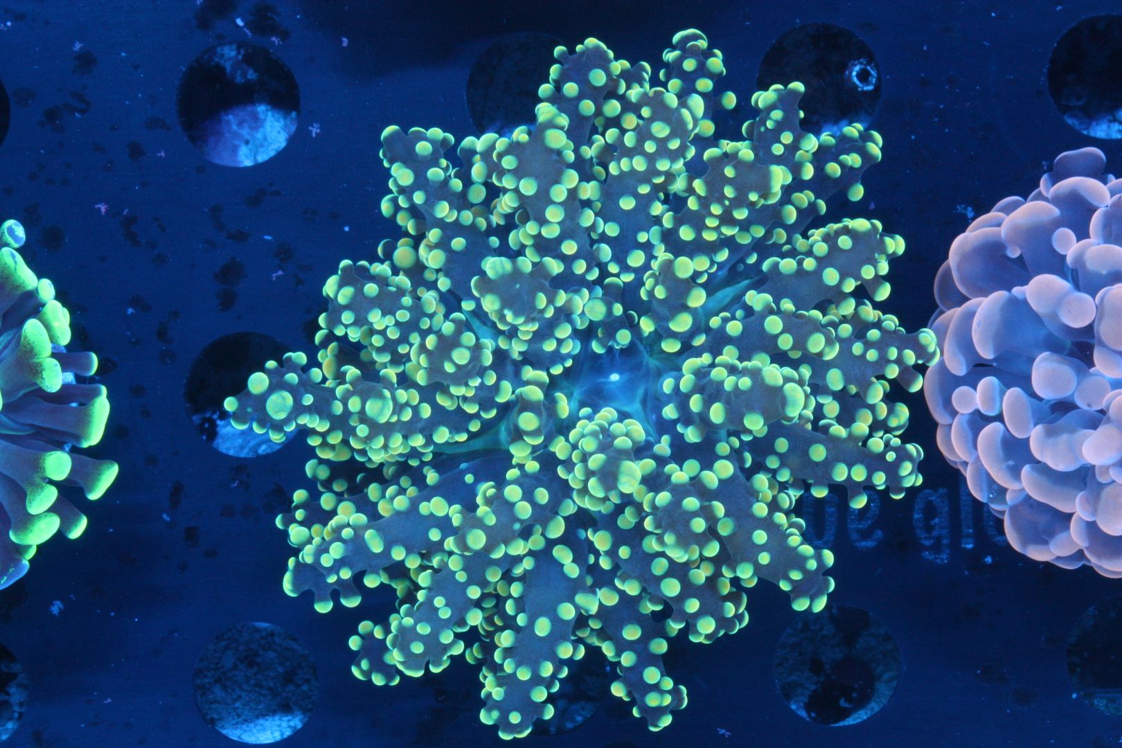 org044 zps4d7abfed - Yellow Frogspawn, Orange Hammers, Yellow Hammers!!!