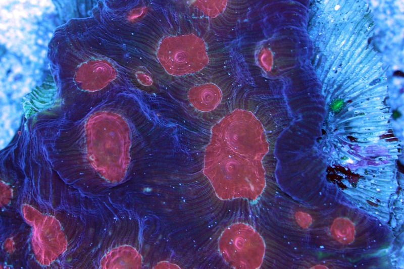 pectinia max - Rarely Seen Pectinia Maxima at The Blue Glow!