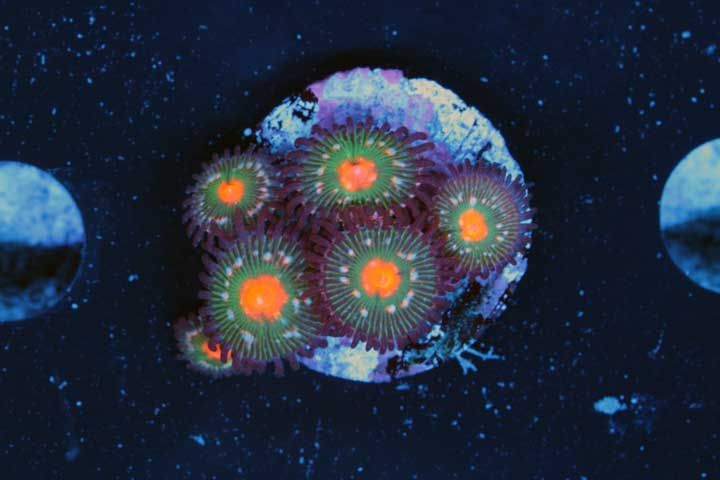 pics 068 zpsd8114fd4 - Zoas, Palys, LPS at TBG!