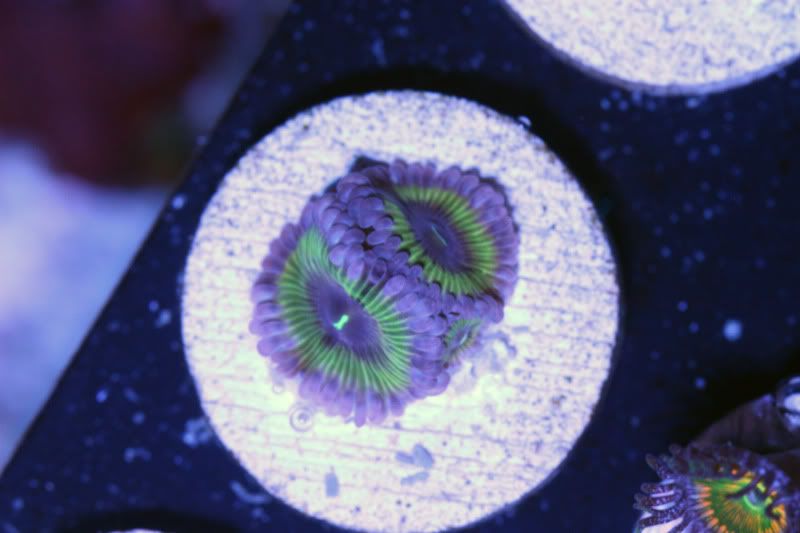 purple centered PE 1 - Paly Frags at The Blue Glow