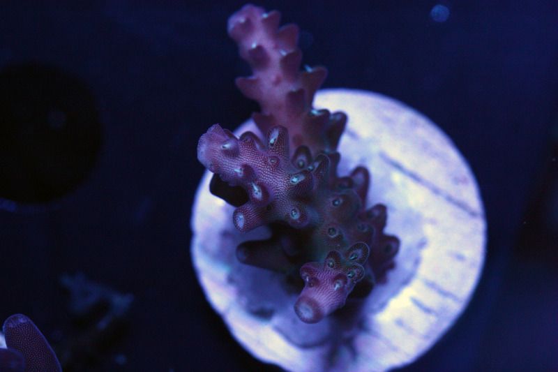 raspberry Nasuta - Exceptional Acropora at The Blue Glow