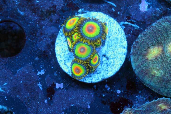 rastas zpsa7f2cd0c - What are you bringing to the Plymouth Frag Swap on Saturday May 10th Thread?