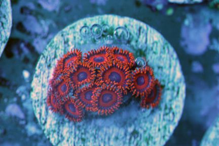 red deepwaters zps2e92f1ae - TBG WYSIWYG Update