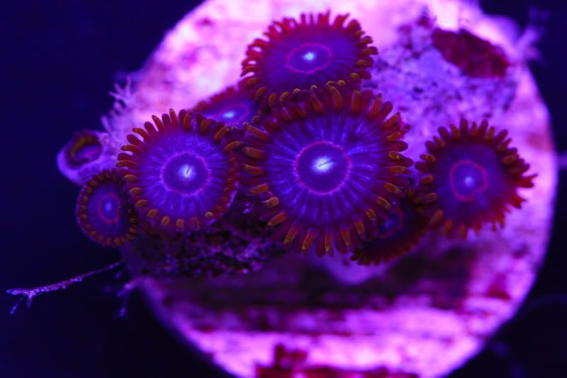 red hornets 2 - Acans, Zoas, Palys, Shrooms, and More!